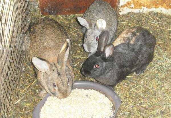  Kaninchen essen Getreide