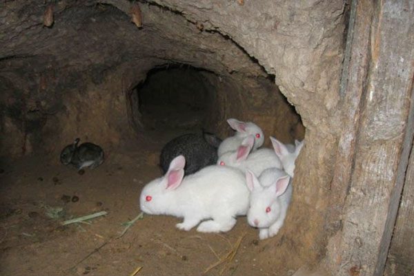  Kleine Kaninchen in der Grube