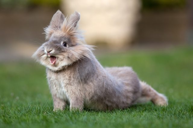  Rhinit hos kaniner: symptom, behandling och förebyggande