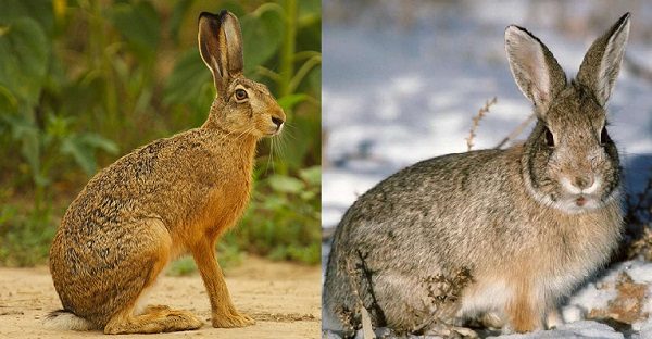  The main differences between the rabbit and the hare