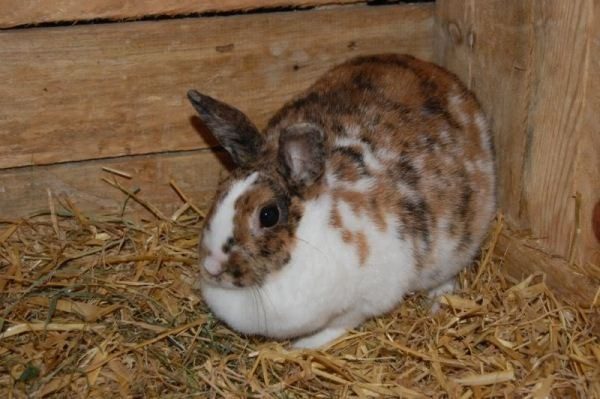  Kaninchen Darmschwellung