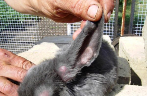  Urechile unui iepure cu mixomatoză