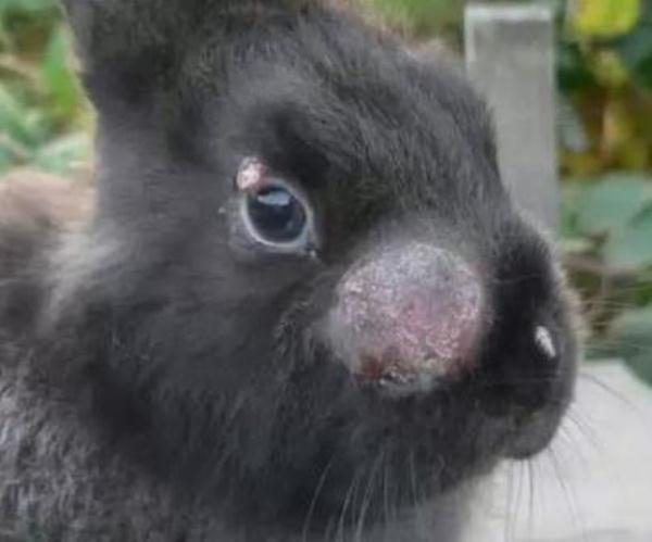  Virale hämorrhagische Erkrankung von Kaninchen