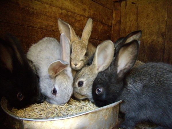  Organizarea procesului de hrănire a iepurilor