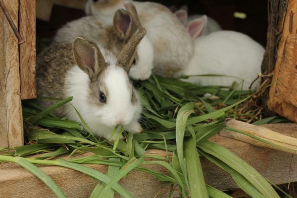  Зайците ядат зелена храна.