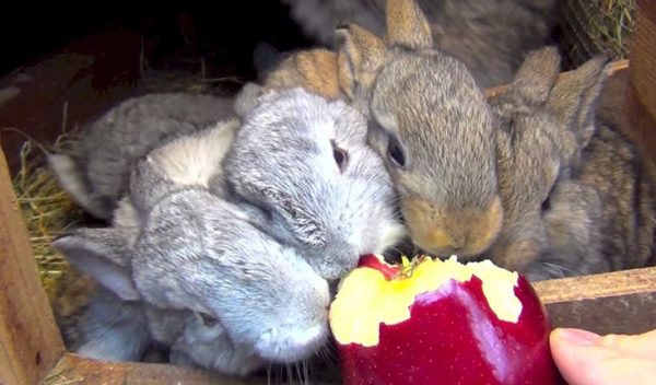  Κουνέλια που τρώνε μήλα