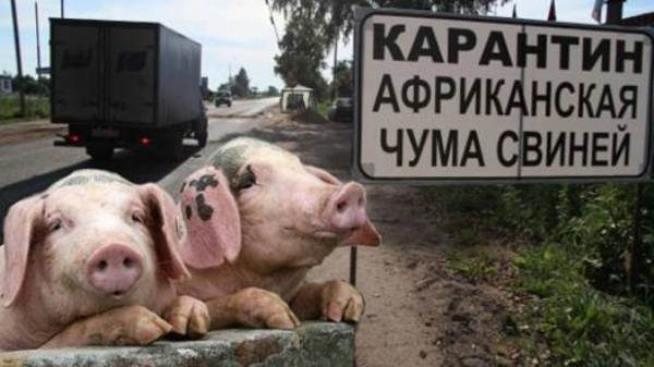  Quarantine due to African swine fever