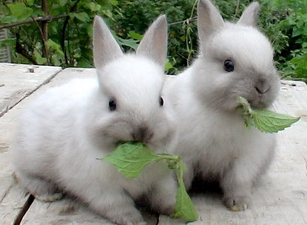  Vad matar kaniner