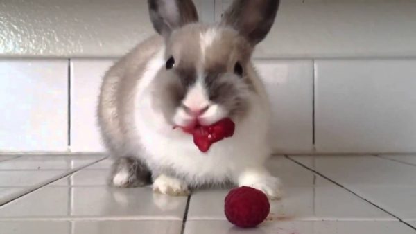  أرنب أكل بنجر