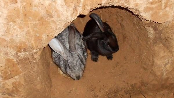  Kaninchen und Kaninchen in einem Loch