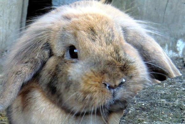  Die Ursache von Rhinitis bei Kaninchen ist die Heuallergie