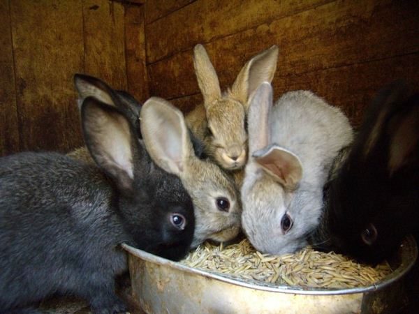  Kaninchen essen