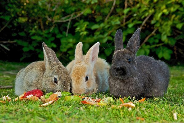  Лято захранване на зайци на тревата