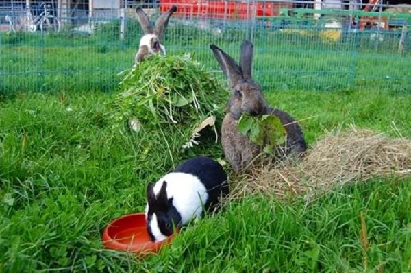  Събрани едър фураж за зайци.