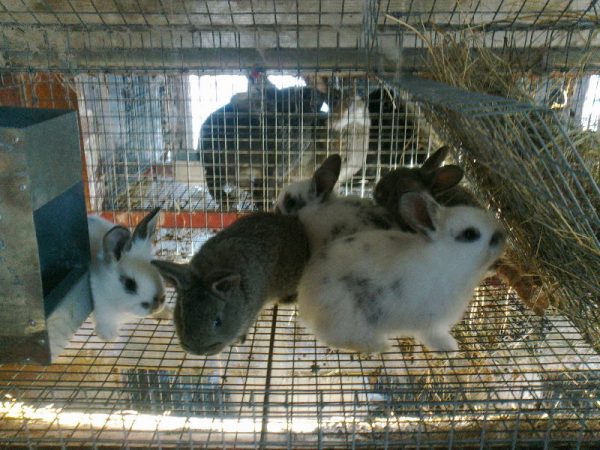  Kleine Kaninchen in einem Käfig