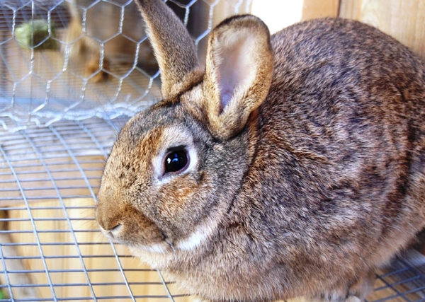  Durchfall bei Kaninchen