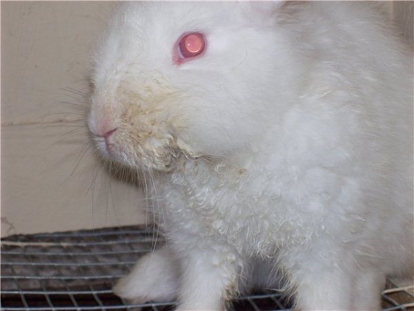  Stomatita infecțioasă la iepuri