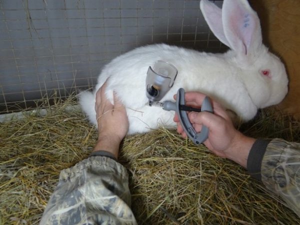  Vaccinazione del coniglio