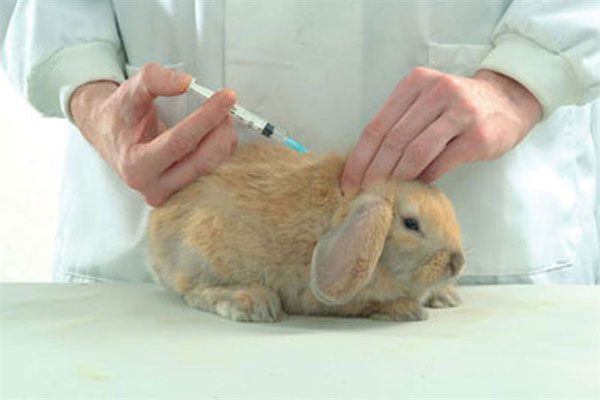  تطعيم الأرانب الزينة