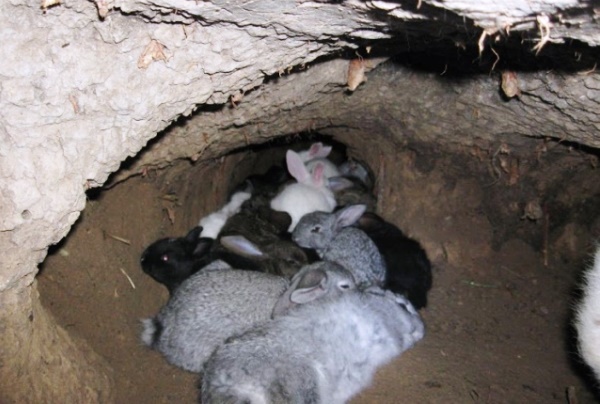  Зайци в ямата