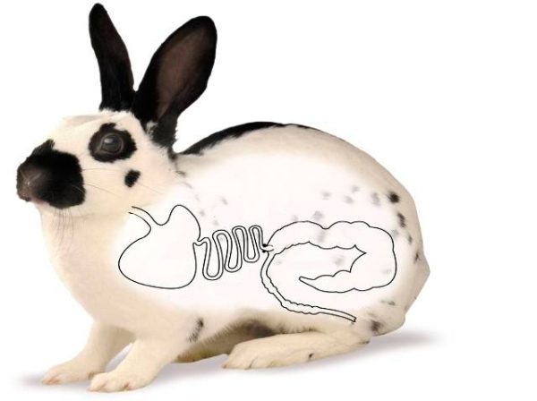  Kaninchen Völlegefühl, Diagramm