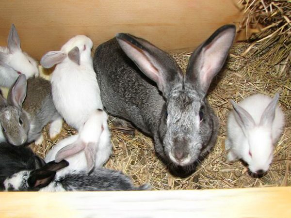  O estágio inicial de coccidiose em coelhos