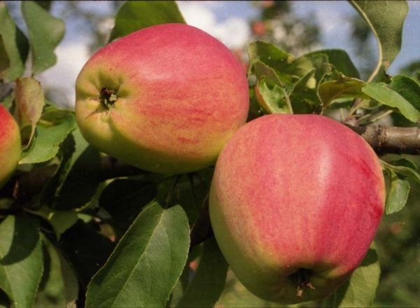 A variedade de maçã Kandil Orlovsky tem altos rendimentos, produz frutos regularmente
