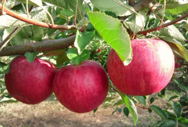 Apple ποικιλίες δέντρων Δόξα στους νικητές: περιγραφικά χαρακτηριστικά