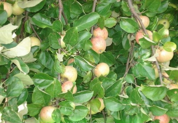  Regar variedades doces de macieiras durante a colheita de frutos é indesejável.