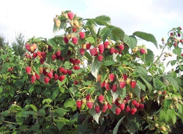  Raspberry Tarusa: descrierea soiului, plantarea si ingrijirea