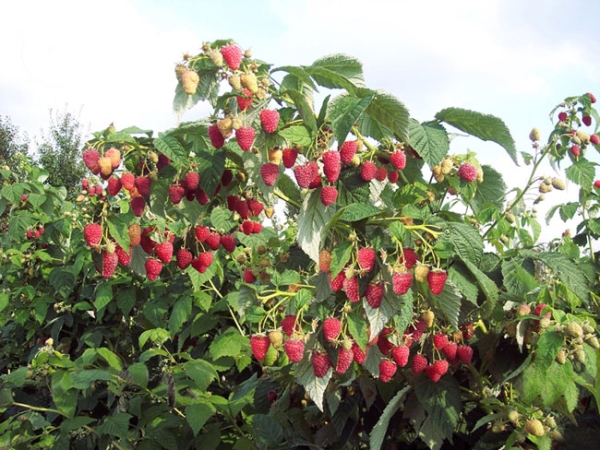  Raspberry Tarusa: descrierea soiului, plantarea si ingrijirea