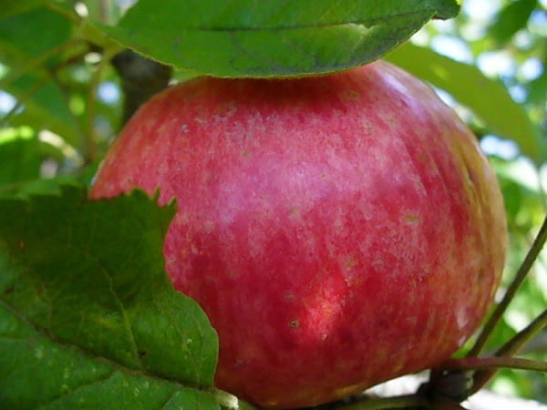  Предимството на сорта Honey е, че узрелите ябълкови плодове не се разпадат