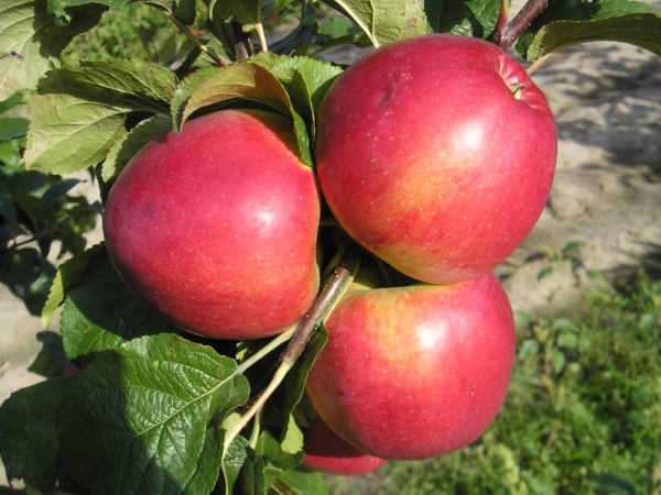  Elma Balı veya Medunitsa: çeşitliliğin, dikim ve bakımın özellikleri ve tarifi