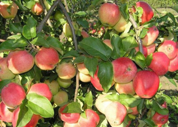  Il melo di varietà Kandil Orlovsky non richiede la potatura per formare una corona