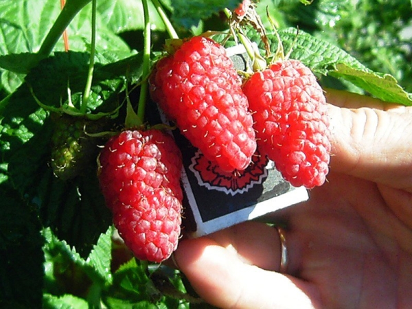  Raspberry Krasa Η Ρωσία ανήκει σε ποικιλίες ανθεκτικές στον παγετό