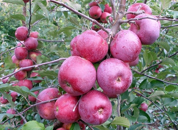  Variedades de maçã espartana: descrição e características, regras de plantio e cuidado