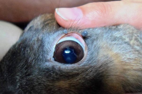  أمراض العين الموجودة في الأرانب