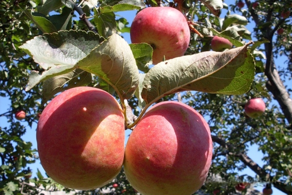  Zhigulevskoe ποικιλίες μήλων: περιγραφικά χαρακτηριστικά, ιστορία επιλογών