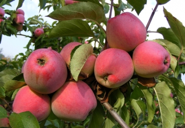  Variedade de maçã Kandil Orlovsky: descrição, características, plantio e cuidado