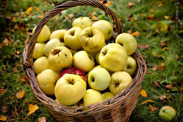  Антоновска ябълки в кошница