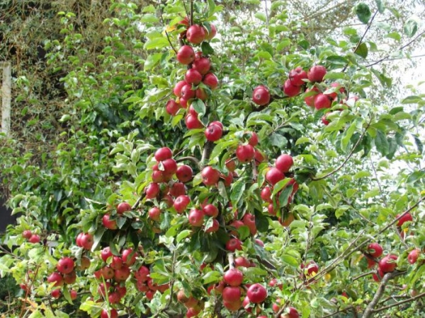 Wählen Sie zum Anpflanzen von Apfelhonig einen gut beleuchteten Ort