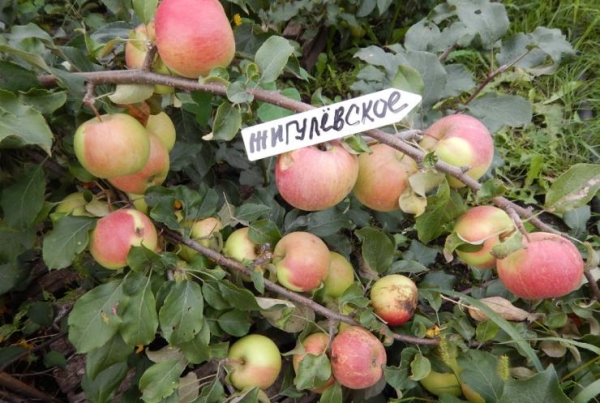  Soiul de mere Zhigulevskoe este considerat fructuos, auto-polenizare