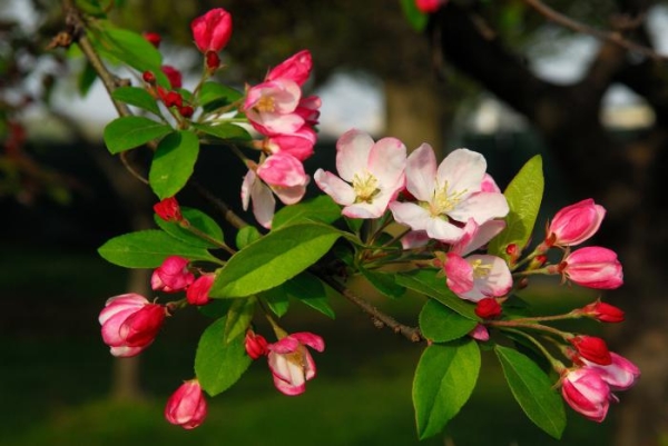  Ανάλογα με την περιοχή της καλλιέργειας μήλων, η Δόξα στους νικητές φέρει καρπούς τόσο το καλοκαίρι όσο και το φθινόπωρο