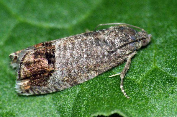  Codling moth