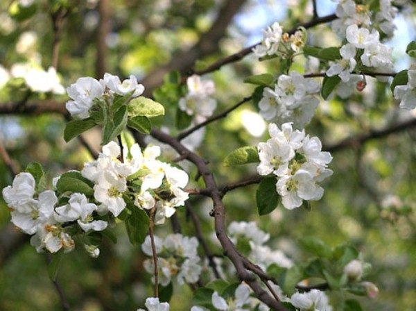  Apple Blossom Shtrifel
