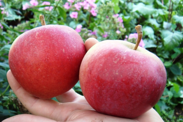 След прибиране на реколтата ябълки Zhigulevskoe сортове трябва да бъдат опаковани в хартия и поставени в кутии