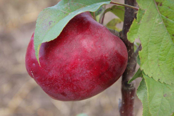  Die Nachteile von Lobo-Äpfeln sind ihre kurze Haltbarkeit und Anfälligkeit für Schorf und Mehltau