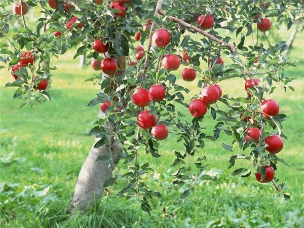  La variedad de miel de manzana es una variedad de postre de verano.