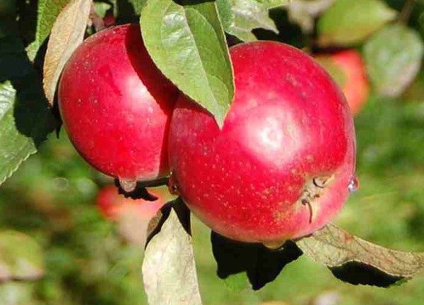  Μήλα Scarlet Anise στο δέντρο