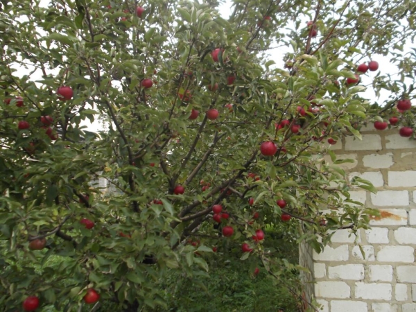  Spartan elma, belirli bir zamanda dört kez bir mevsim beslenmelidir